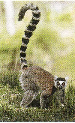 ツィンギ・ド・ベマラハ自然保護区（マダガスカル世界遺産）