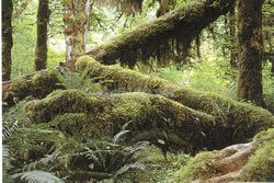 オリンピック国立公園(アメリカ合衆国世界遺産)